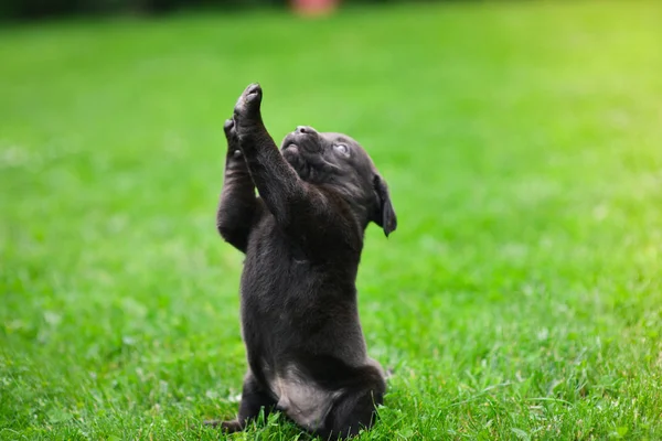 Ein Brauner Labrador Welpe Spielt Labrador Welpe Auf Grünem Gras — Stockfoto