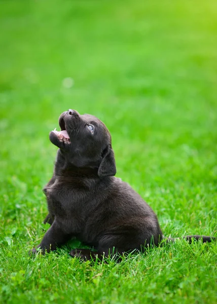 茶色いラブラドールの子犬が遊んでいる 緑の草の上のラブラドール子犬 — ストック写真