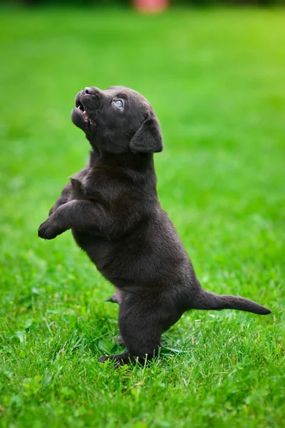 A brown labrador puppy is playing. Labrador puppy on green grass.