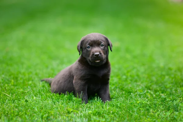 A brown labrador puppy is playing. Labrador puppy on green grass.