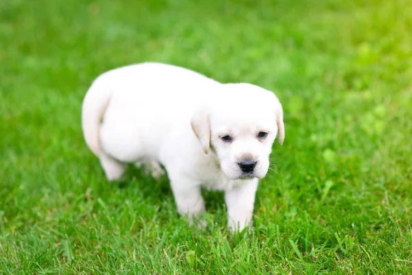 Όμορφο Κουτάβι Σκυλί Λαμπραντόρ Retriever Παίζει — Φωτογραφία Αρχείου