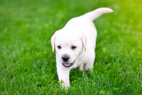 Όμορφο Κουτάβι Σκυλί Λαμπραντόρ Retriever Παίζει — Φωτογραφία Αρχείου