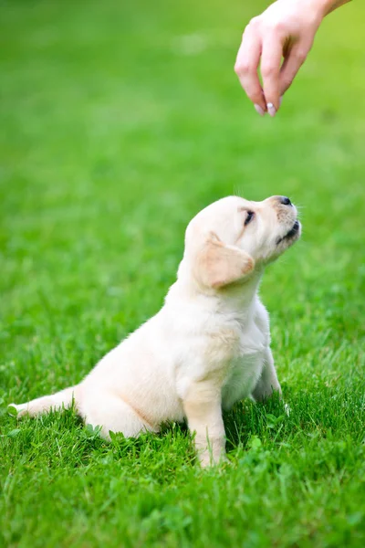 Bonito Cachorro Cão Labrador Retriever Jogando — Fotografia de Stock