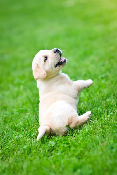 Bellissimo Cane Cucciolo Labrador Retriever Giocare — Foto Stock