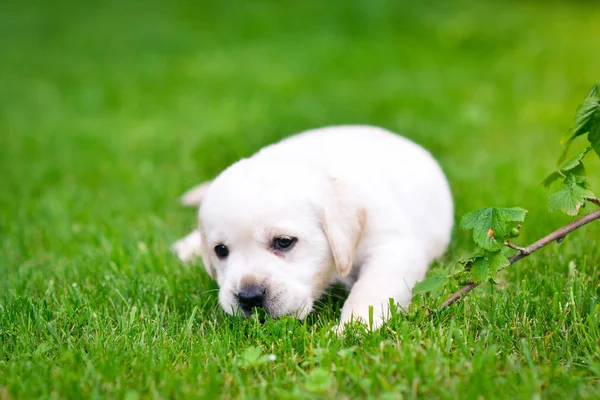 Vacker Hund Valp Labrador Retriever Spelar — Stockfoto