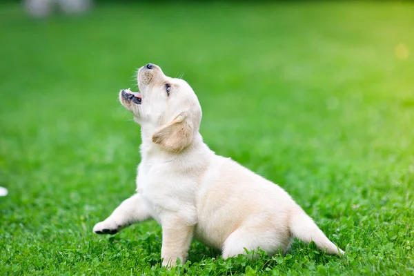 Bonito Cachorro Cão Labrador Retriever Jogando — Fotografia de Stock