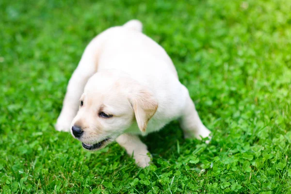 Beautiful Dog Puppy Labrador Retriever Playing — ストック写真