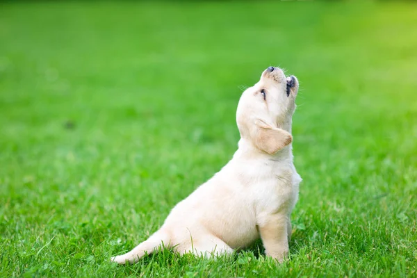 Όμορφο Κουτάβι Σκυλί Λαμπραντόρ Retriever Παίζει — Φωτογραφία Αρχείου