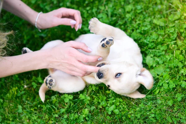Schöner Hundewelpe Labrador Retriever Beim Spielen — Stockfoto
