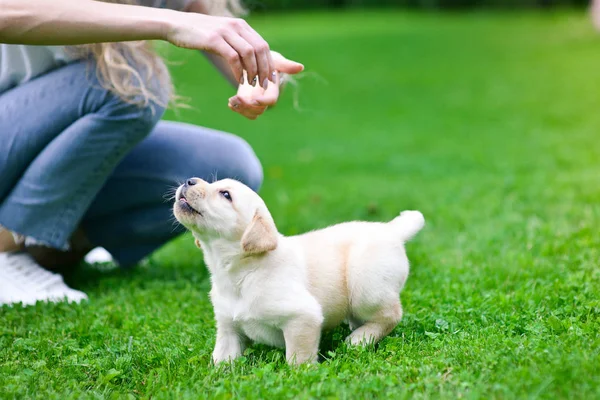 Piękny Pies Szczeniak Labrador Retriever Gry — Zdjęcie stockowe