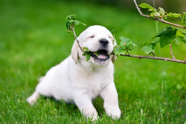 Krásný Pes Štěně Labrador Retrívr Hrát — Stock fotografie