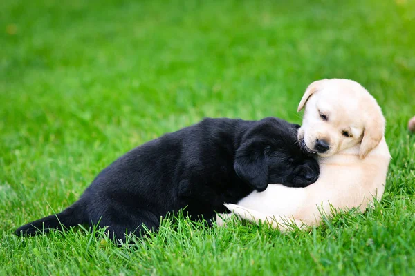 Two Labrador puppies. Labrador puppy on green grass.