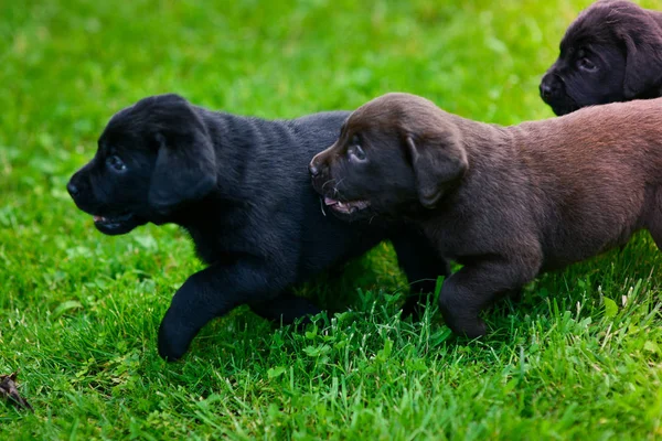 Dwa Szczeniaki Labradora Szczeniak Labrador Zielonej Trawie — Zdjęcie stockowe
