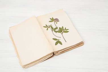  çiçekler ve bitkiler, yonca, trefoil, shamrock sulak