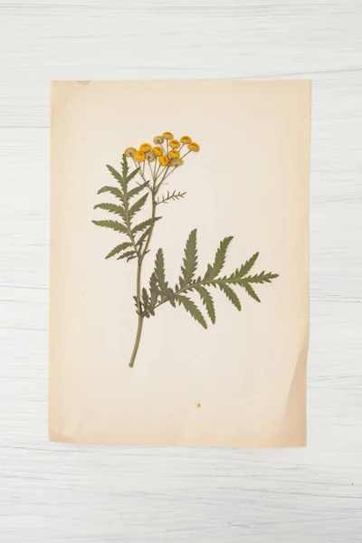 Herbář květin a trav, řebříček — Stock fotografie