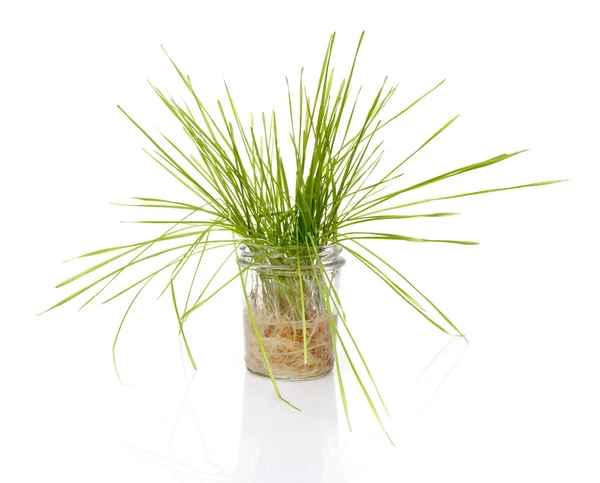 Pšeničné trávy ve sklenici na bílém pozadí — Stock fotografie