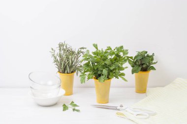 pencere pervazı bitkilerin ekimi