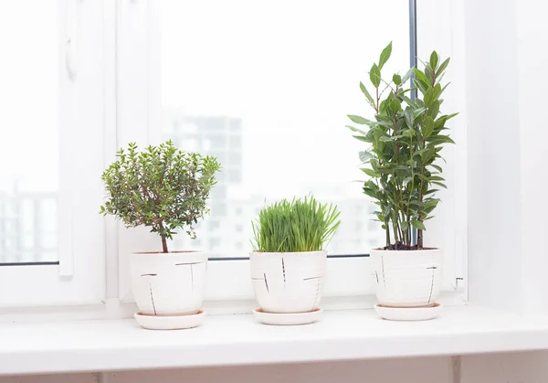 窗台上的植物种植 — 图库照片
