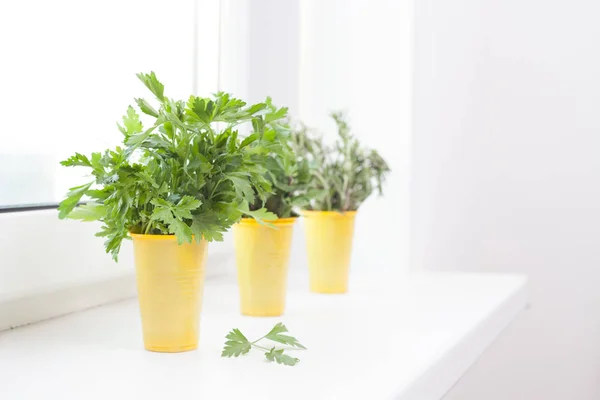 Cultivo de plantas no parapeito da janela — Fotografia de Stock