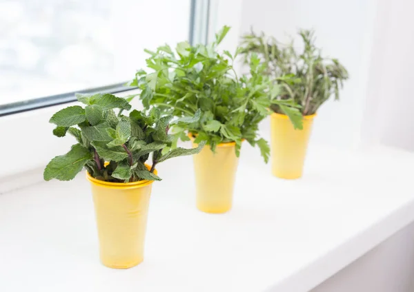 Cultivo de plantas no parapeito da janela — Fotografia de Stock