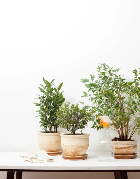 Anbau von Pflanzen auf der Fensterbank — Stockfoto