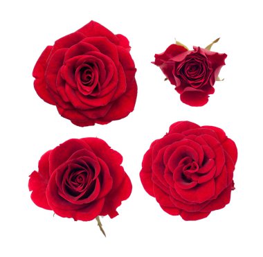 Beyaz arkaplanda izole gül çiçekleri