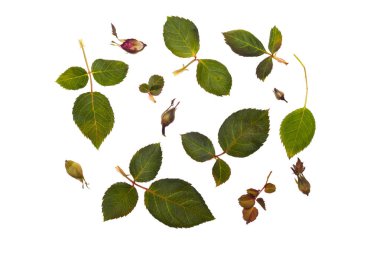 gül yaprakları izole beyaz bir arka plan üzerinde