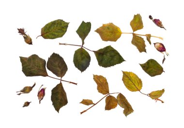 gül yaprakları izole beyaz bir arka plan üzerinde