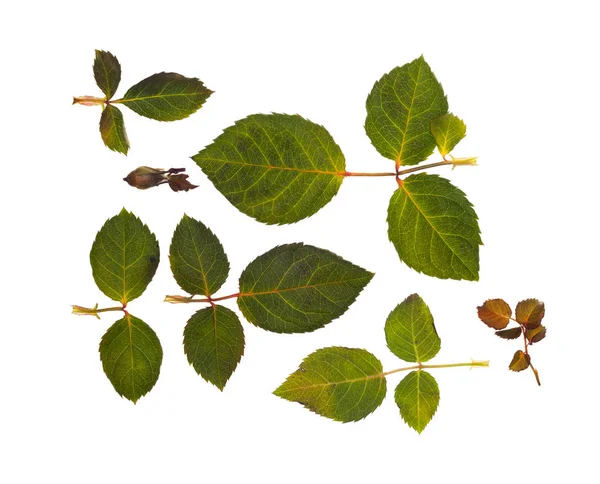 고립 된 흰색 배경에 장미 잎 — 스톡 사진