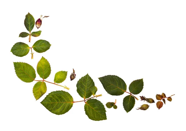 The leaves of roses on a white background isolated — Stock Photo, Image