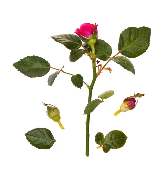 玫瑰隔离的白色背景上的叶子 — 图库照片