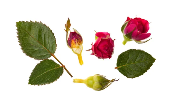 Las hojas de rosas sobre un fondo blanco aislado — Foto de Stock
