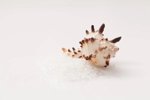 Морська оболонка на купі солі на білому тлі — стокове фото