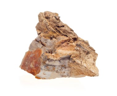 Beyaz arka planda coquina