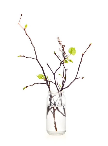 Gałęzie z liśćmi kwitnących w butelki — Zdjęcie stockowe