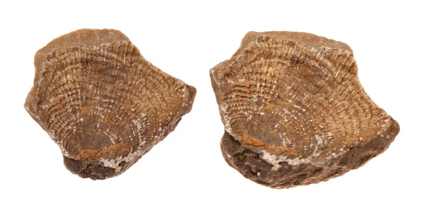 Fósil de concha sobre fondo blanco — Foto de Stock