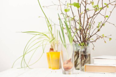 evde büyüyen yeşil soğan