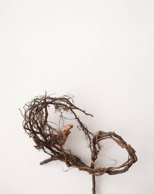 Beyaz zemin üzerinde bir bitkinin kök