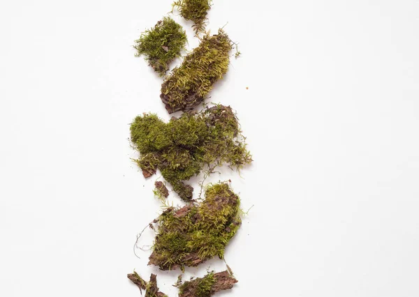Pieces of moss on a white background, moss decoration — Stock Photo, Image