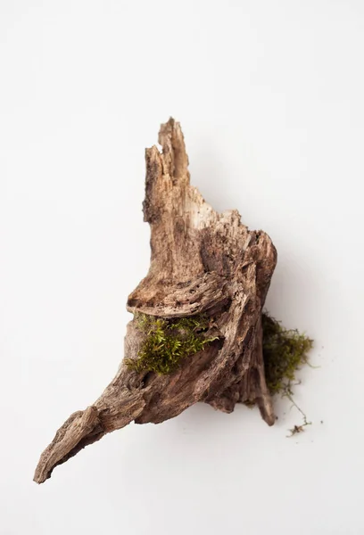 Pedazo de madera y musgo sobre un fondo blanco — Foto de Stock