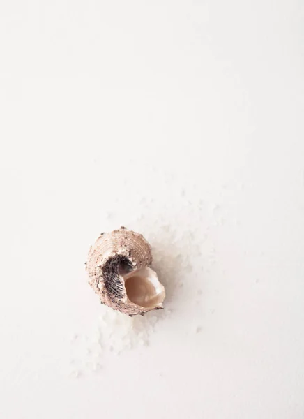Морські мушлі на білому тлі — стокове фото