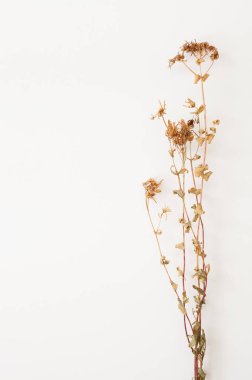 Hypericum, beyaz arka plan üzerinde tutsan.