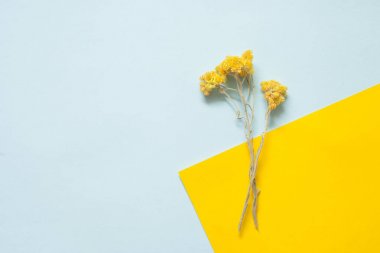 Pastel bir arka plan üzerinde kurutulmuş rengi bozulmayan çiçek twigs