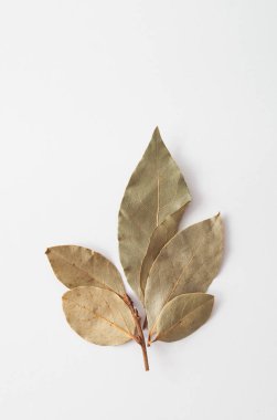 beyaz zemin üzerine defne Şubesi