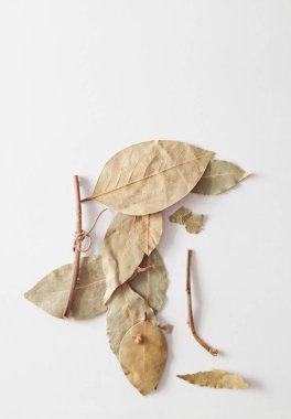 beyaz zemin üzerine defne Şubesi