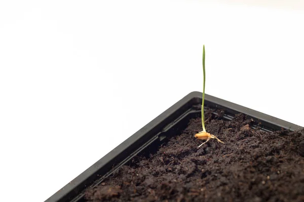 Benih yang tumbuh di nampan dengan tanah — Stok Foto
