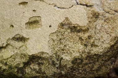 Moss ile eski bir ışık duvar dokusu