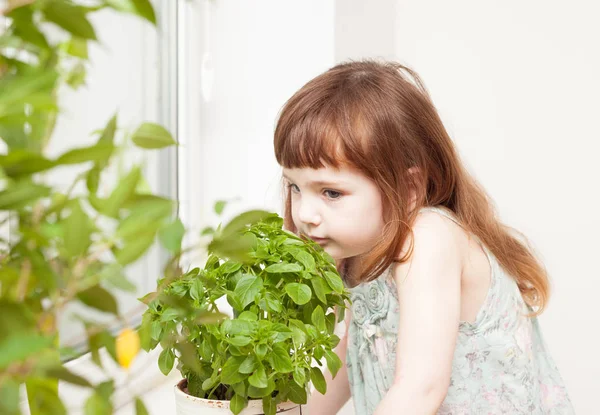 A girl looks after a basil in a pot on a windowsill