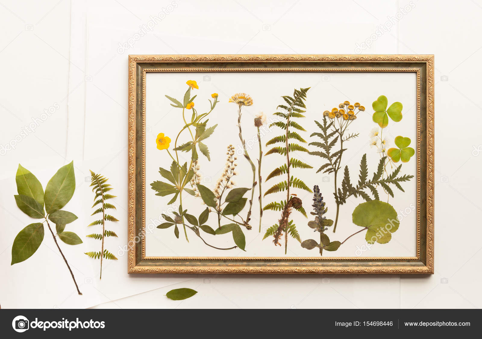 Dried forest plants for herbarium in frame — Stock Photo © ekramar 154698446