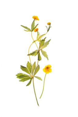 Kurutulmuş düğün çiçeği, tipik çiçekler için sulak